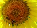 Tournesol