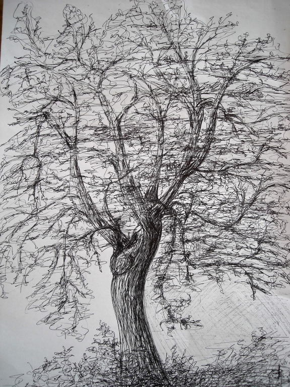 dessin-d-arbre-au-stylo-noir.jpg