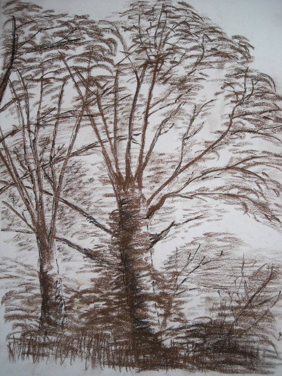 etude-d-arbre-crayon-sepia-et-noir.jpg